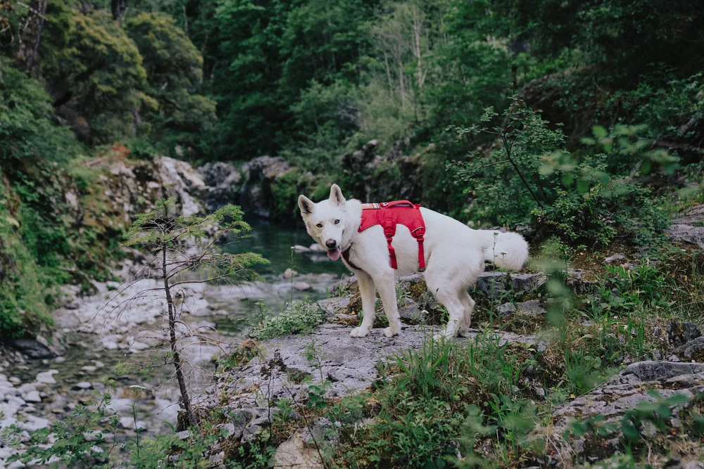 Teaching Trail Etiquette to Dogs